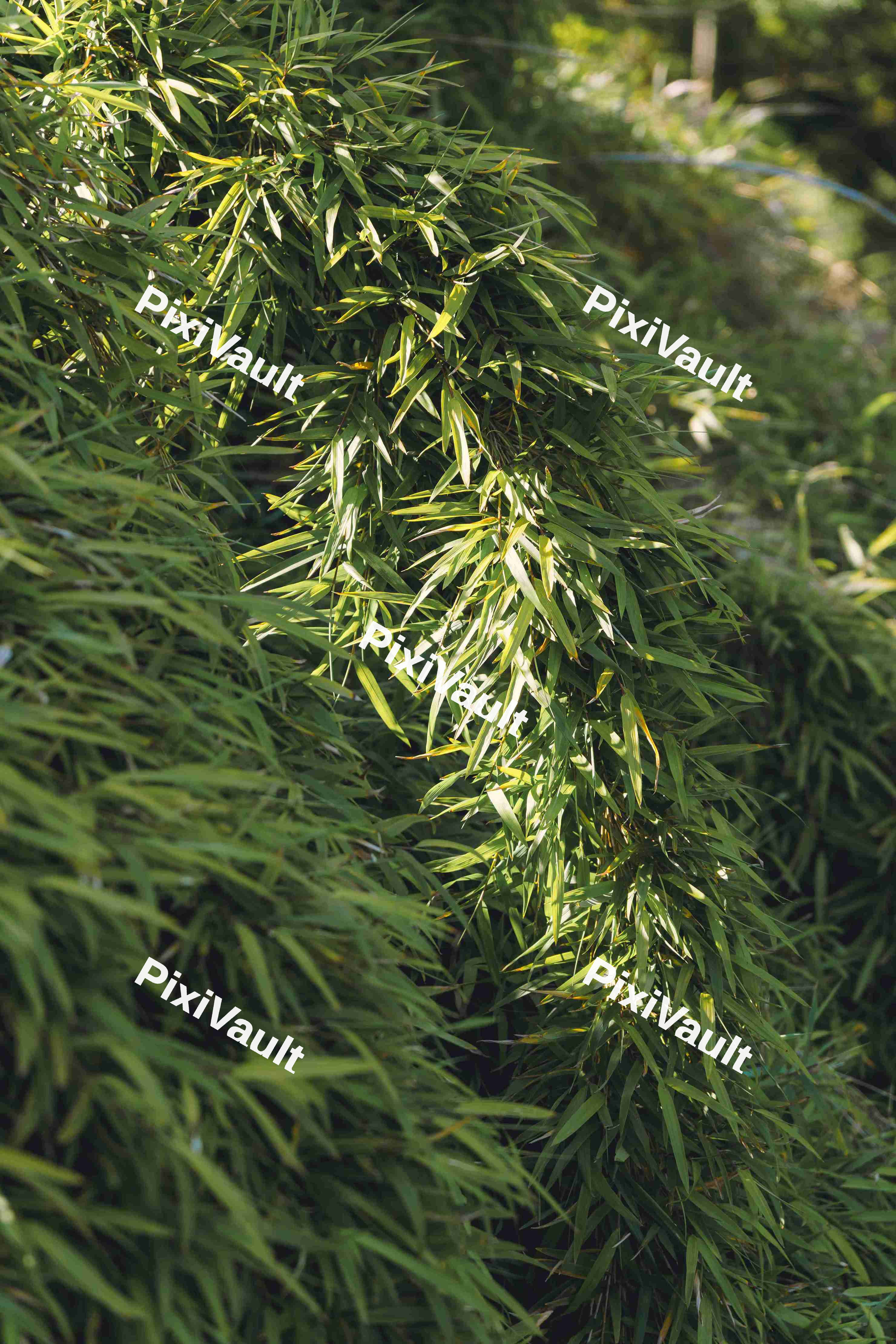 Beautiful Leaves